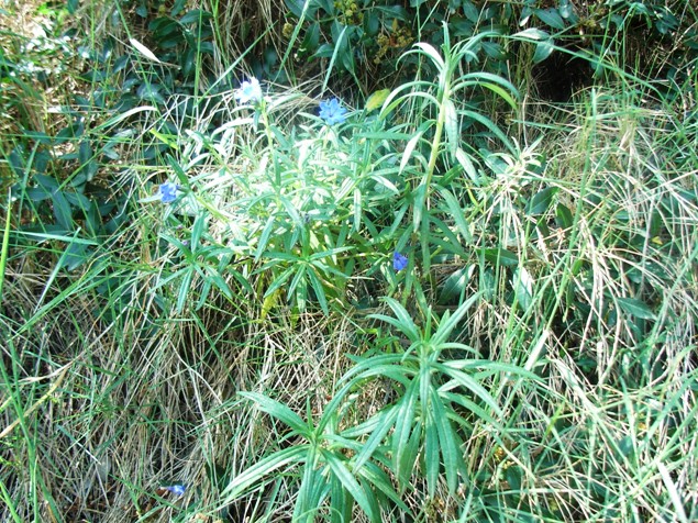 Lithodora rosmarinifolia